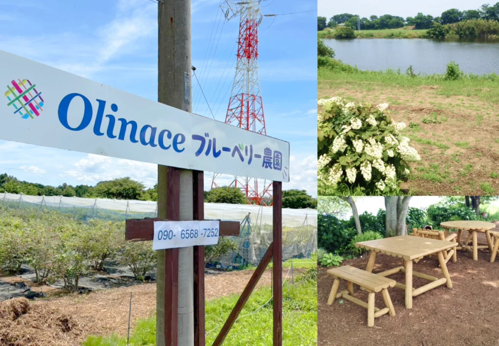 Olinace ブルーベリー農園